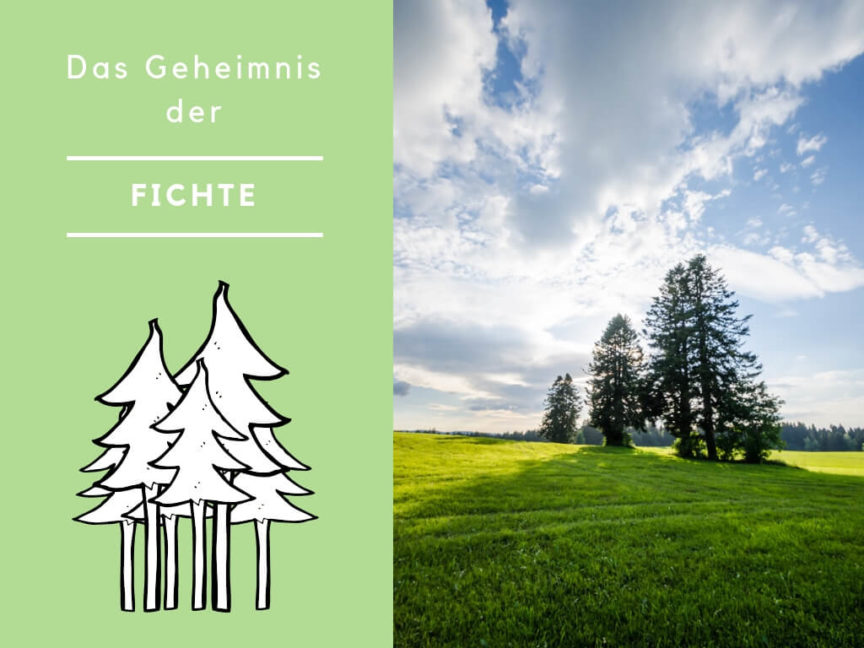 geheimnis fichte