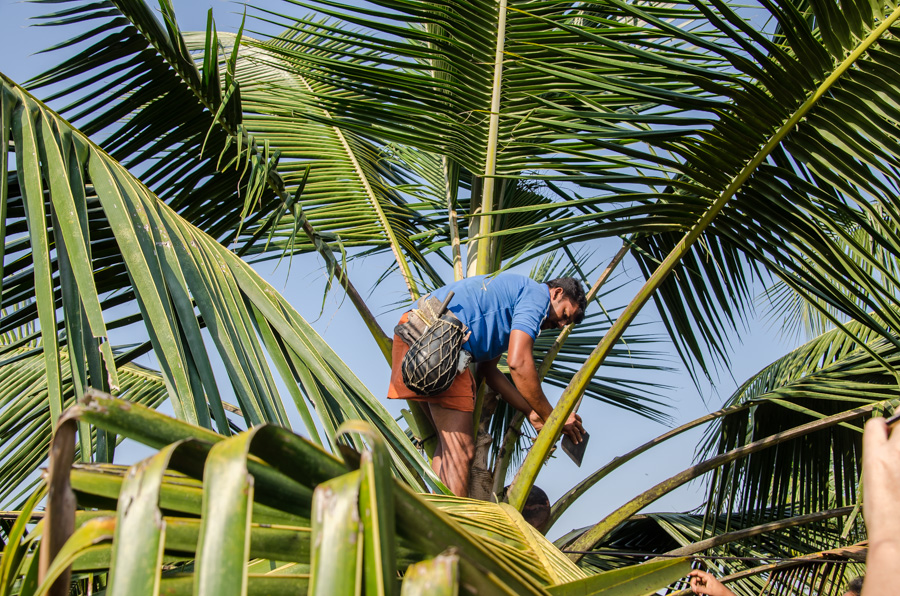 Palmwein Kerala