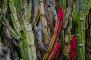 Kaktusgarten Lanzarote