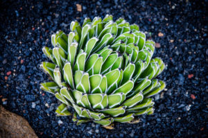 Agave