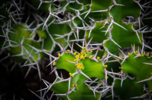 Kaktusgarten Lanzarote