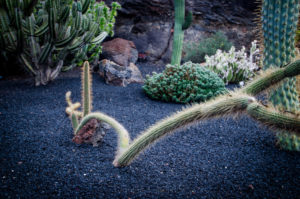 Kaktusgarten Lanzarote