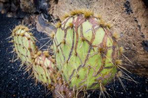 Kaktusgarten Lanzarote