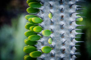 Kaktusgarten Lanzarote