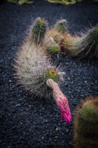 Kaktusgarten Lanzarote