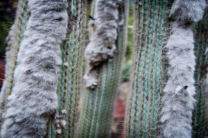 Fell Kaktus Lanzarote