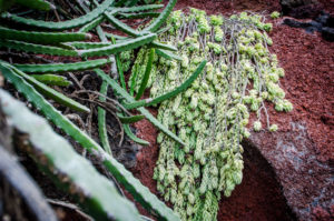Kaktusgarten Lanzarote