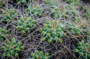Kaktusgarten Lanzarote