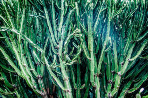 kaktuswald lanzarote