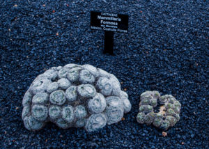 mammilaria