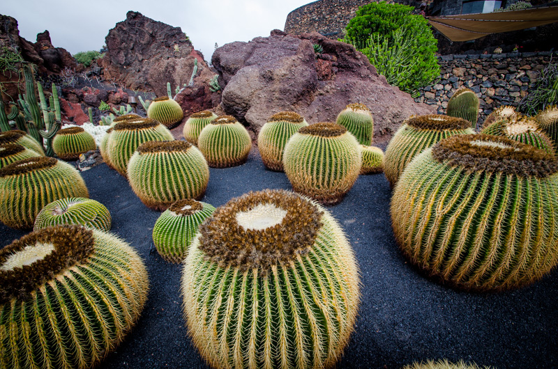 Kaktusgarten Lanzarote