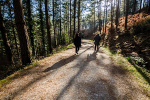wald von oma baskenland