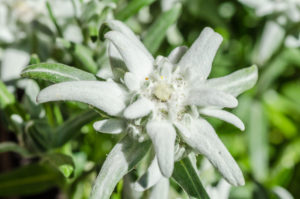 Edelweiss