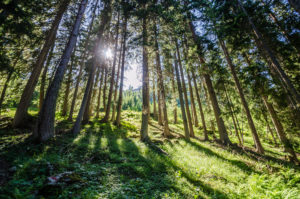 Wald Lungau
