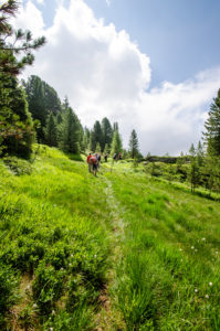 Zirbe Nockberge