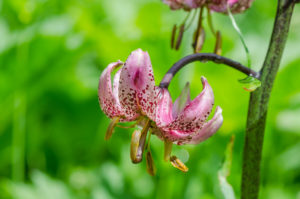 Orchidee