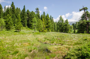 wollgraswiese