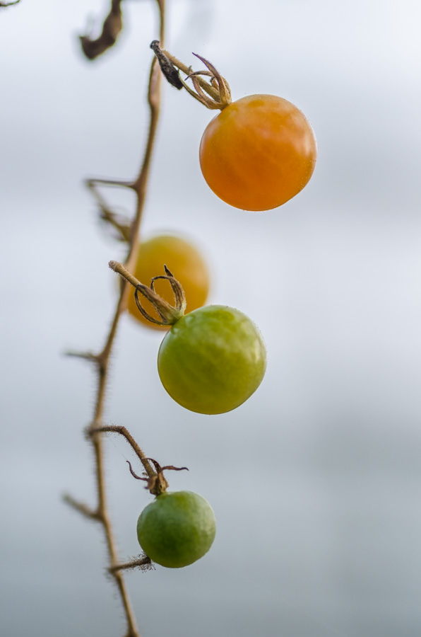 alte tomatensorten
