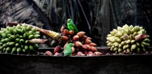Bananenarten