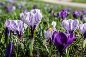 krokus jenischpark